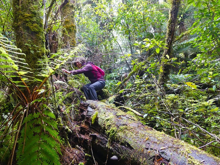 AIFS-Freiwilligenarbeit-Neuseeland-Rainforest-Conservation-Pupu-Rangi-Arbeit-im-Regenwald