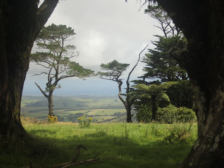 AIFS-Freiwilligenarbeit-Neuseeland-Rainforest-Conservation-Pupu-Rangi-Aussicht