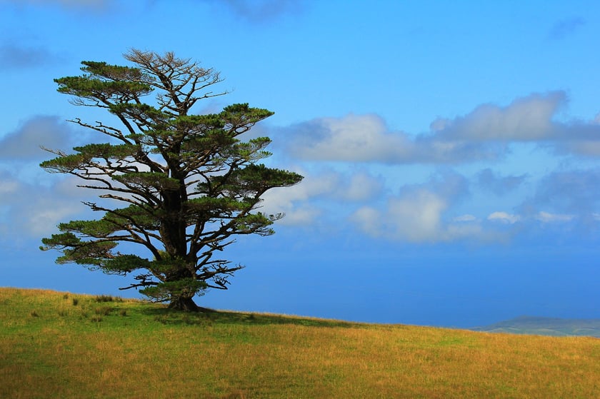 AIFS-Freiwilligenarbeit-Neuseeland-Rainforest-Conservation-Pupu-Rangi-Baum-2