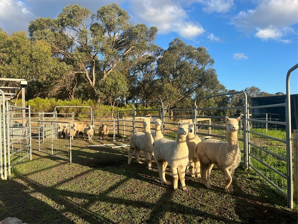 aifs-farmwork-australien-erfahrungen-marla-ziegen-2