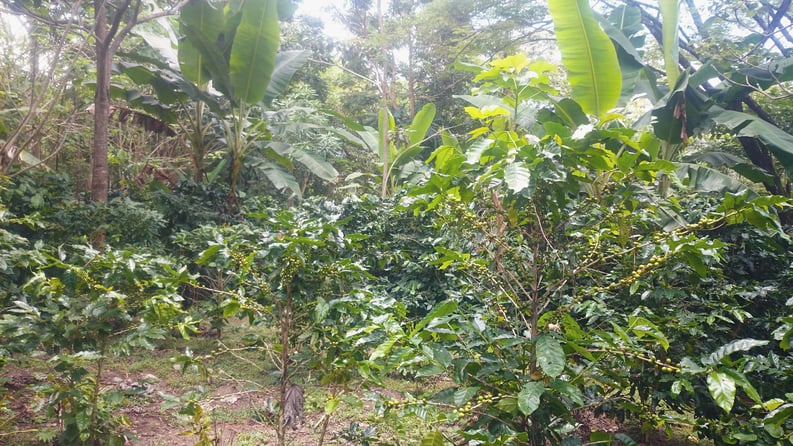 AIFS-Farmwork-Costa Rica-Coffee