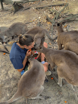 Entdecke Kängurus in Australien mit AIFS