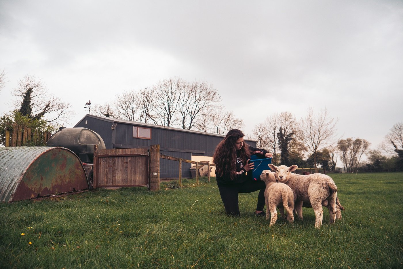 Farmwork in Irland mit AIFS