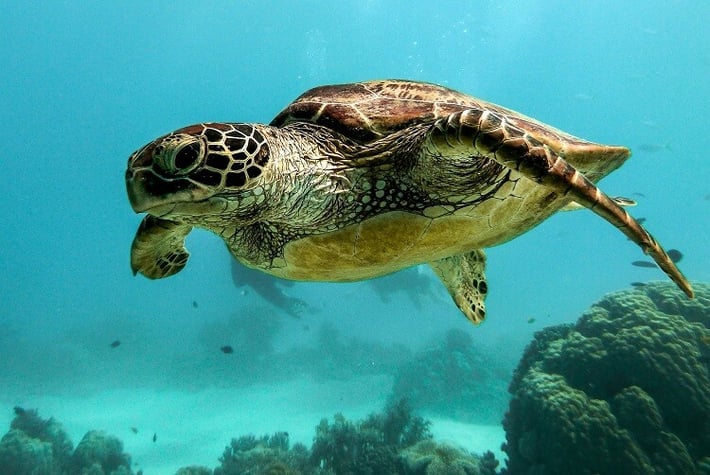 Eine Meeresschildkröte schwimmt im Meer