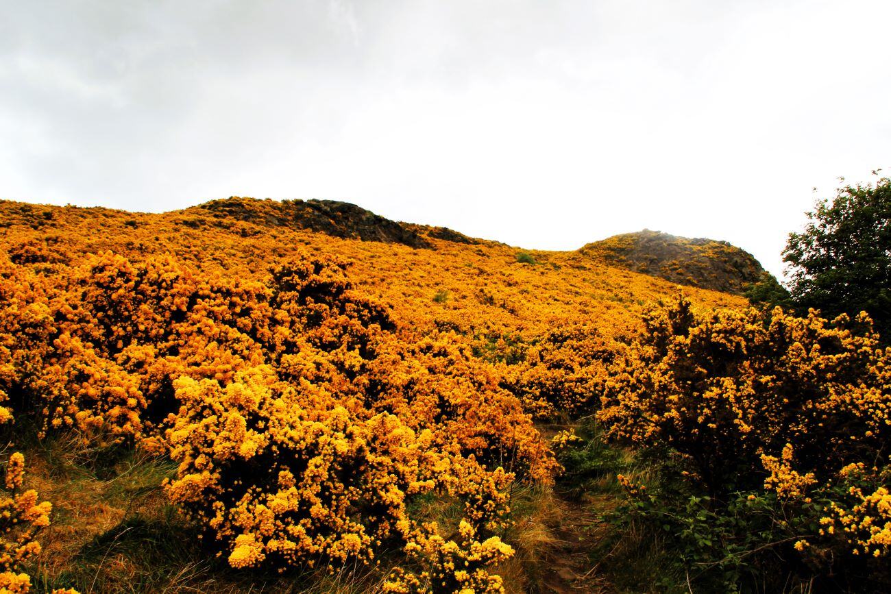 aifs-schottland-hügel-blumen